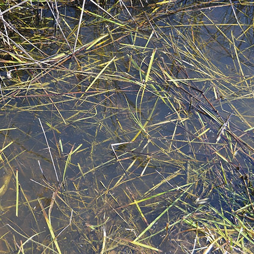 still water 250ML