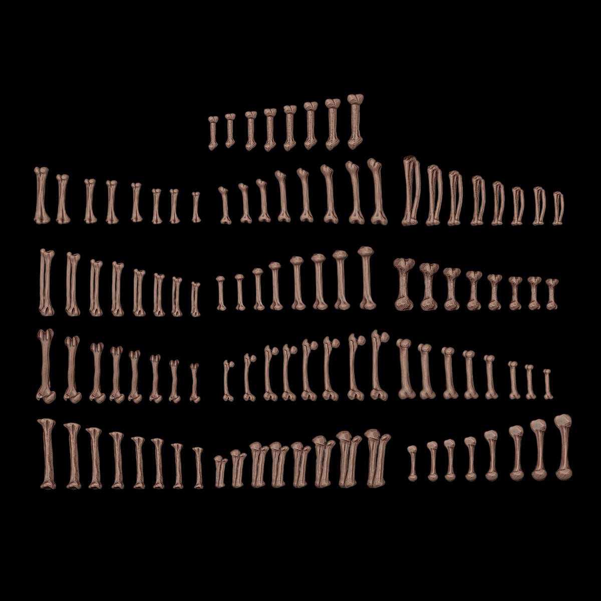 HUMAN BONES – AK BASING BITS