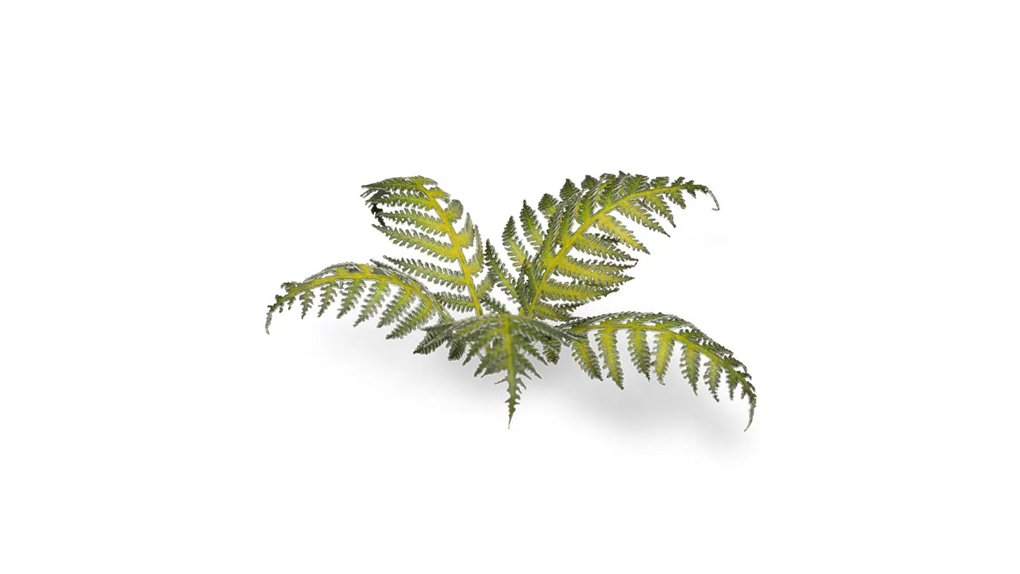 Bracken