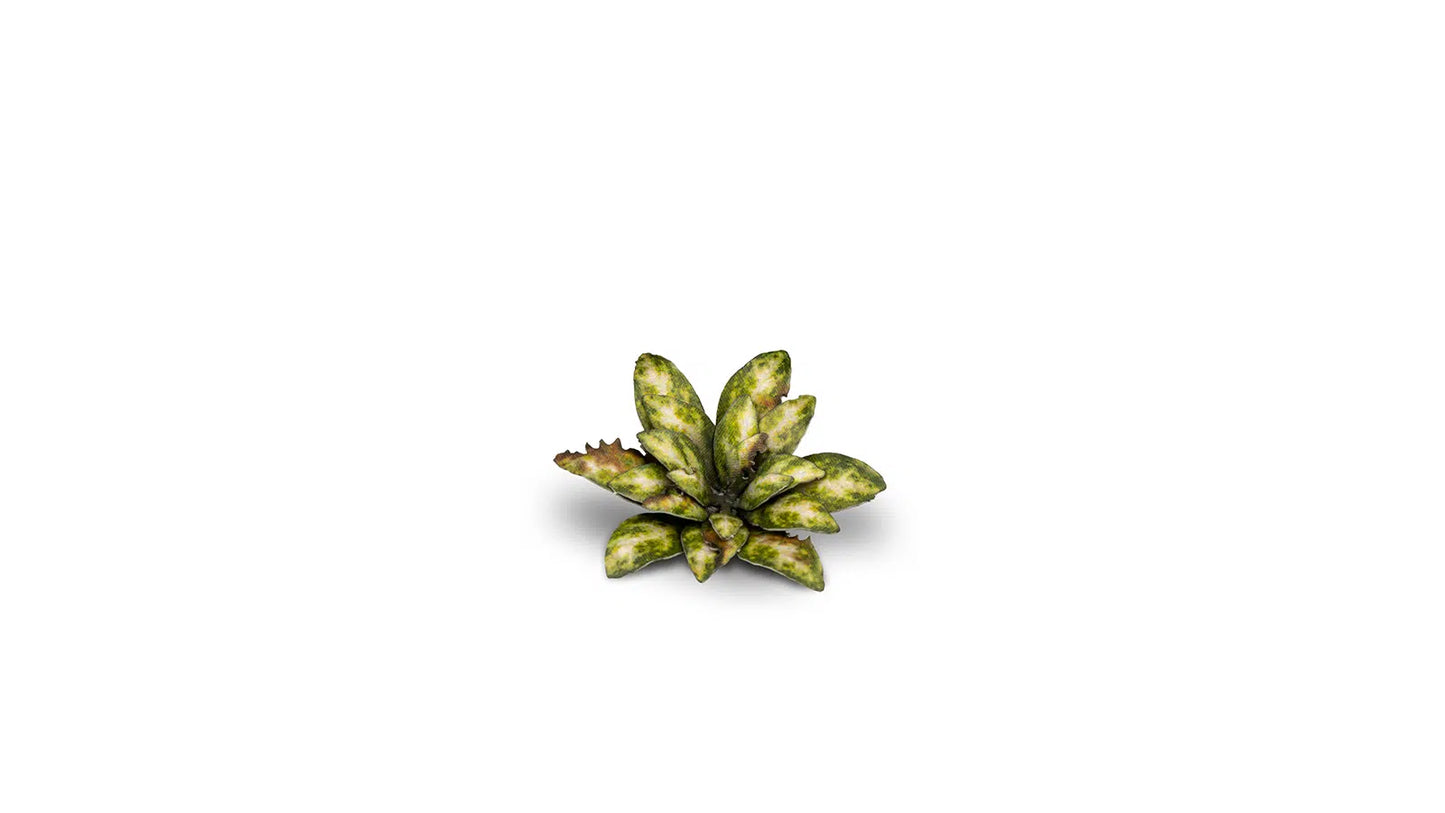 Dumb Cane